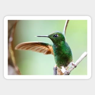 Buff-Tailed Coronet Bird Sticker